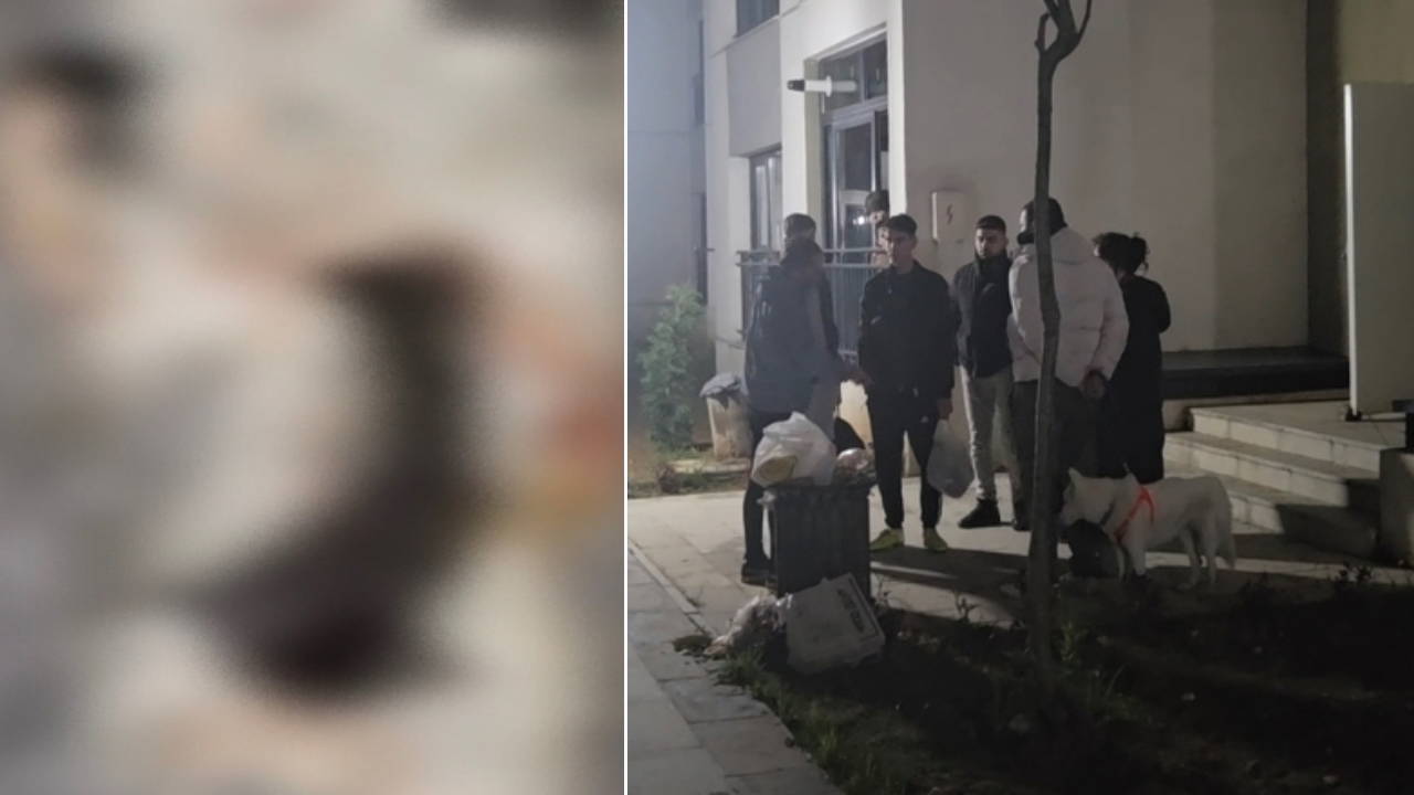Başakşehir'de vahşet : Sitede 4 yavru kedi parçalanarak öldürüldü iddiası